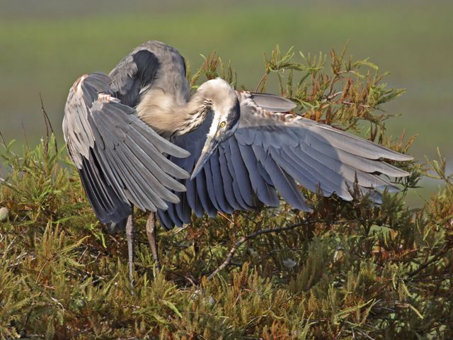 Great Blue Heron